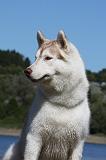 SIBERIAN HUSKY 631